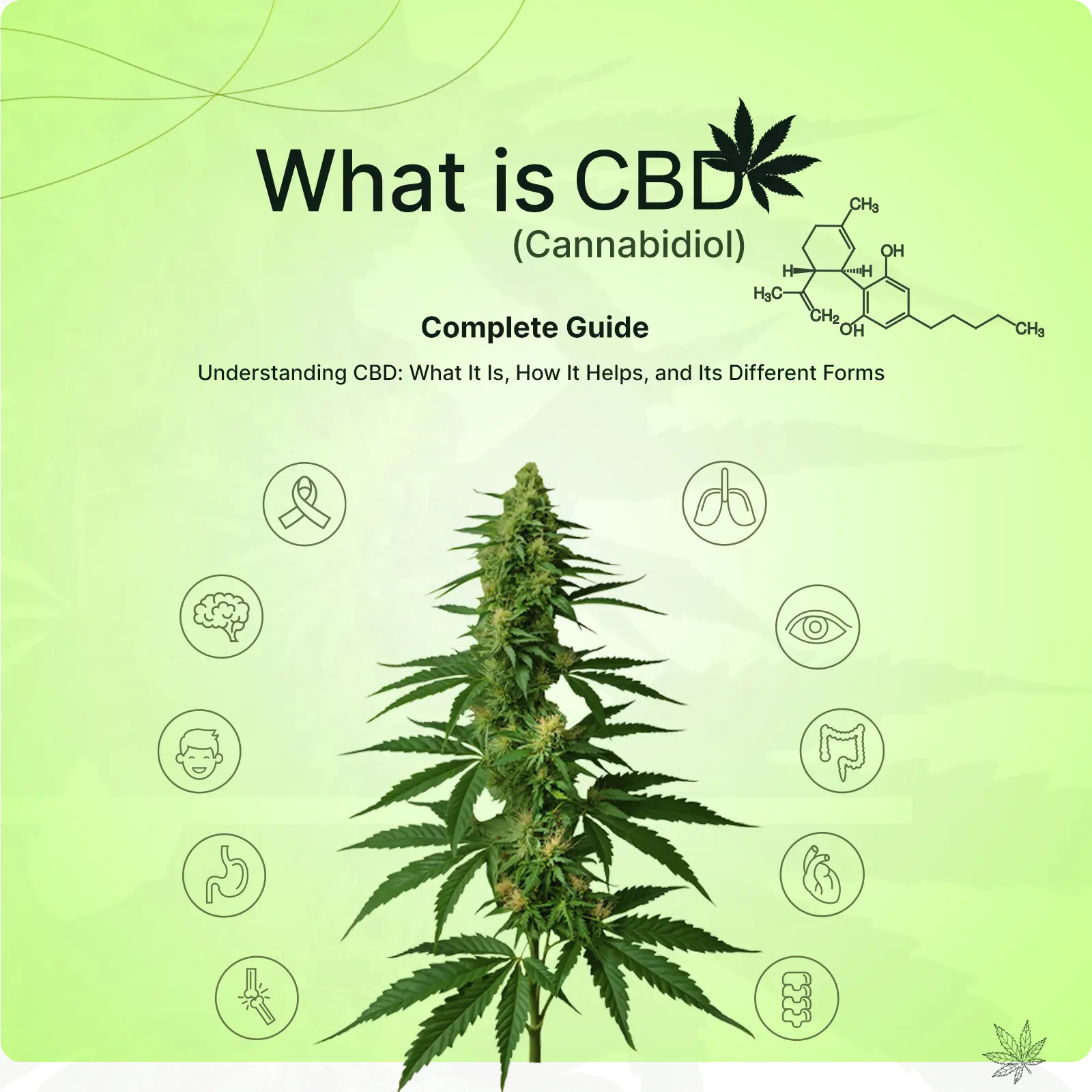 cannabis-banner-1