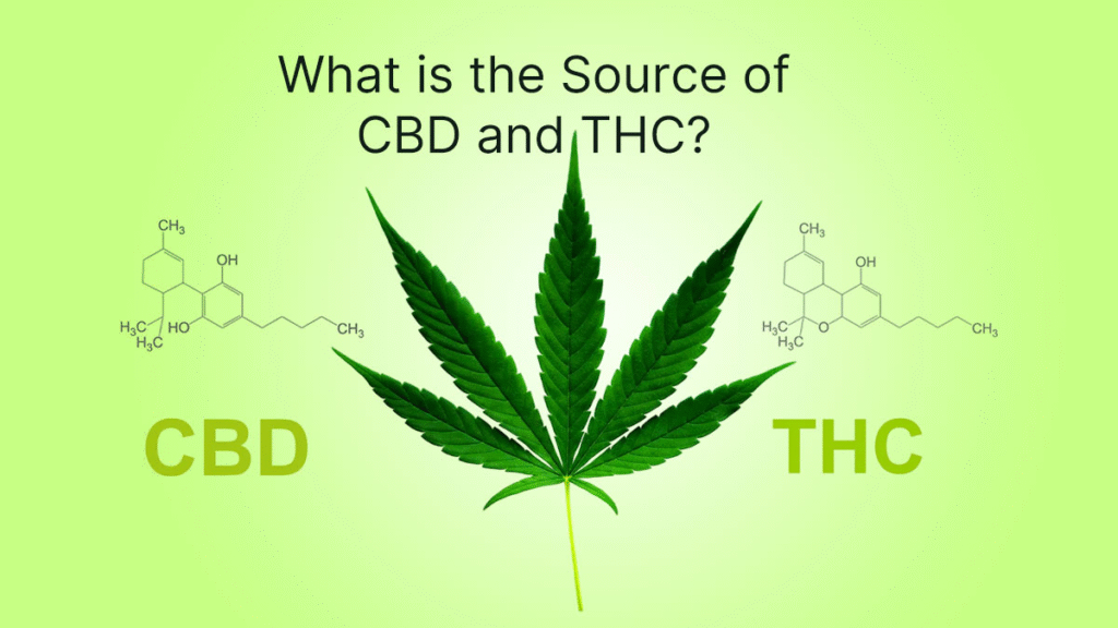 Source of CBD and THC