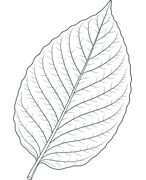 kratom leaf
