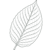 kratom leaf