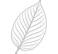 kratom leaf