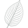 kratom leaf
