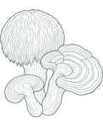 mushrooms